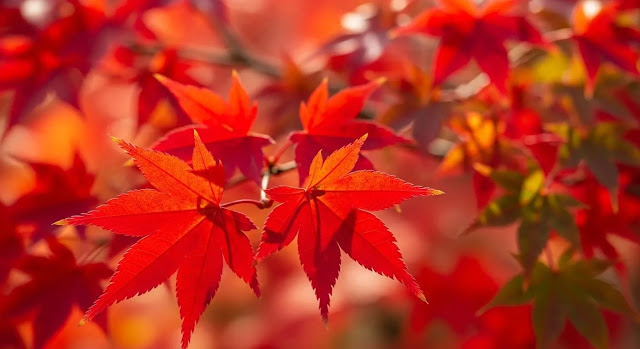 내장산 단풍 절정 시기는 언제? : 내장산 케이블카 이용 후기 내장산 단풍 절정 시기는 언제? : 내장산 케이블카 이용 후기