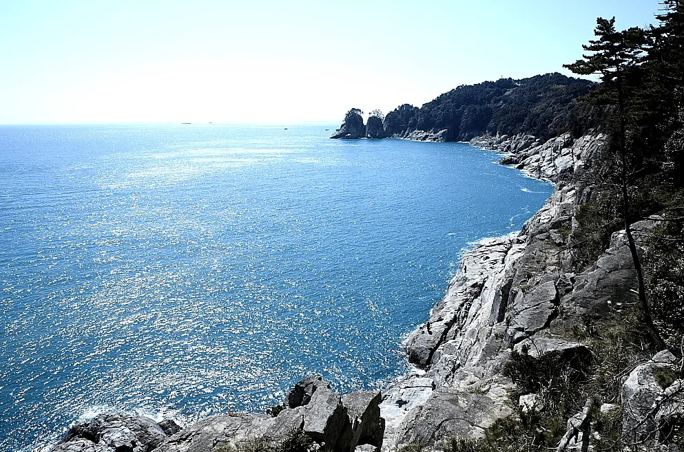 지심도 동백꽃 개화시기 총정리🌺 | 지심도 배편부터 여행 코스까지 완벽 가이드(26년 최신) 2 지심도 동백꽃 개화시기 총정리